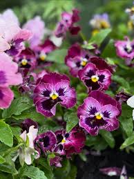 Frizzle Sizzle Raspberry Pansy Seeds online shopping