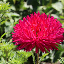King Size Red China Asters Seeds online shopping