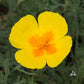 Yukon Gold California Poppy Seeds online shopping