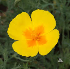 Yukon Gold California Poppy Seeds online shopping