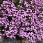 Rock Soapwort Saponaria Seeds online shopping