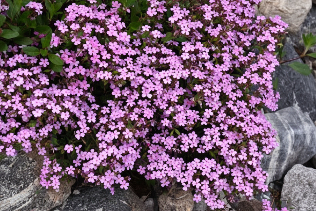Rock Soapwort Saponaria Seeds online shopping