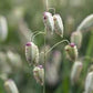 Quaking Grass Seeds online shopping