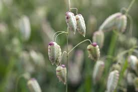 Quaking Grass Seeds online shopping