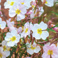 Pale Evening Primrose Oenothera Seeds online shopping