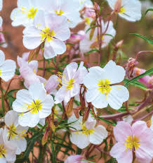 Pale Evening Primrose Oenothera Seeds online shopping