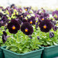 Back to Black Viola Seeds online shopping