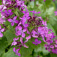 Honesty Lunaria Seeds online shopping