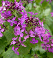 Honesty Lunaria Seeds online shopping