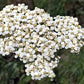 Western Yarrow Seeds online shopping