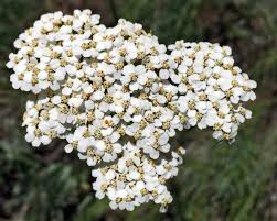 Western Yarrow Seeds online shopping