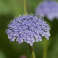 Lace Blue Didiscus Seeds online shopping