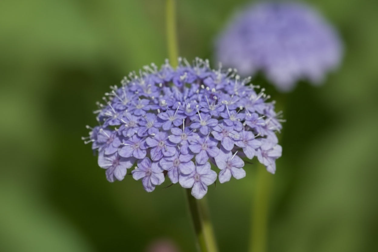 Lace Blue Didiscus Seeds online shopping