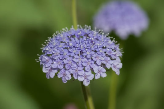 Lace Blue Didiscus Seeds online shopping