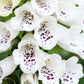 Dalmation White F1 Pelleted Foxglove Seeds online shopping