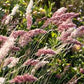 Ruby Grass Seeds online shopping