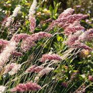 Ruby Grass Seeds online shopping