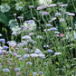 Lace Blue Didiscus Seeds online shopping