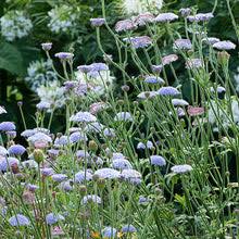 Lace Blue Didiscus Seeds online shopping