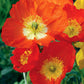 Iceland Poppy Seeds online shopping