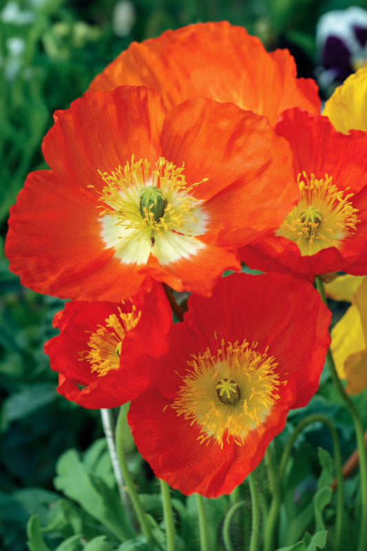 Iceland Poppy Seeds online shopping