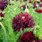 Black Swan Poppy Seeds online shopping