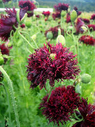 Black Swan Poppy Seeds online shopping