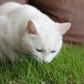 Cat Grass Seeds online shopping