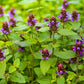 Self-Heal Prunella Seeds online shopping