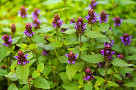 Self-Heal Prunella Seeds online shopping