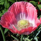 Giganthemum Poppy Seeds online shopping