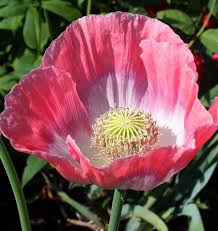 Giganthemum Poppy Seeds online shopping