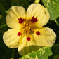 Troika Cream Nasturtium Seeds online shopping