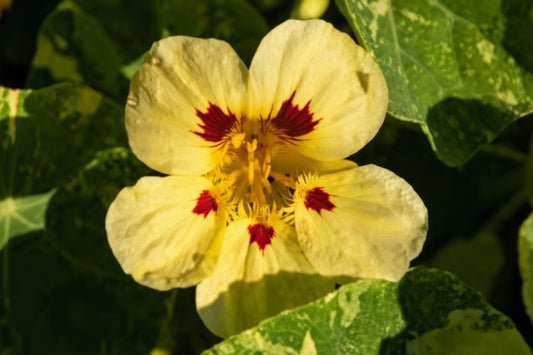 Troika Cream Nasturtium Seeds online shopping