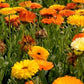 Fiesta Gitana Calendula Seeds online shopping