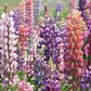Russell Hybrids Lupines Seeds online shopping