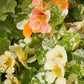 Tip Top Alaska Mix Nasturtium Seeds online shopping