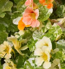 Tip Top Alaska Mix Nasturtium Seeds online shopping