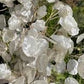 Honesty Lunaria Seeds online shopping