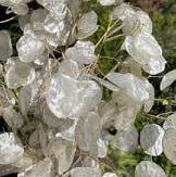 Honesty Lunaria Seeds online shopping