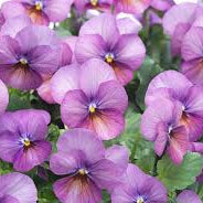 Plum Antique F1 Viola Seeds online shopping
