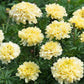 Sugar and Spice Marigold Seeds online shopping