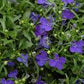 Midnight Blue Lobelia Seeds online shopping