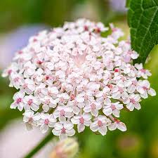 Lace Pink Didiscus Seeds online shopping