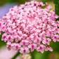 Lace Pink Didiscus Seeds online shopping