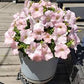 Dreams Appleblossom Pelleted Petunia Seeds online shopping