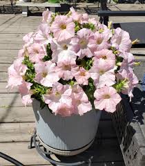 Dreams Appleblossom Pelleted Petunia Seeds online shopping