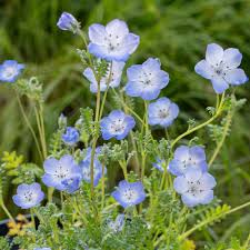 Baby Blue Eyes Nemophila Seeds online shopping