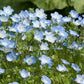 Baby Blue Eyes Nemophila Seeds online shopping