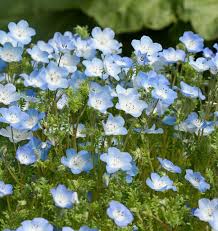 Baby Blue Eyes Nemophila Seeds online shopping